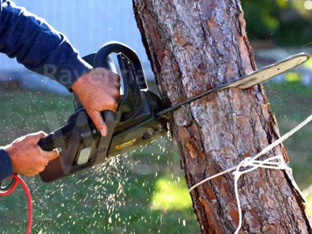 Legambiente Abbattimento alberi a Cremona Serve un piano e corretta gestione