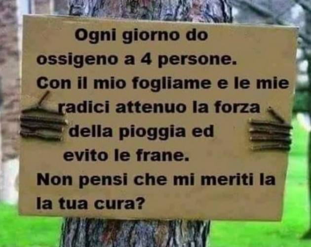 Legambiente Abbattimento alberi a Cremona Serve un piano e corretta gestione