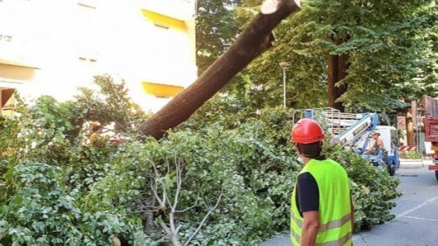 Firma Petizione Fermiamo il taglio degli alberi a Cremona