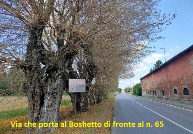 Cremona Taglio Alberi | Queste piante morenti non vengono mozzate? 