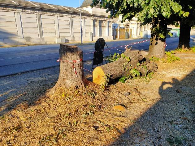 Cr Taglio Alberi Dopo pubblicazione dei dati e video  di Galimberti la 'pace' non torna.| GCStorti