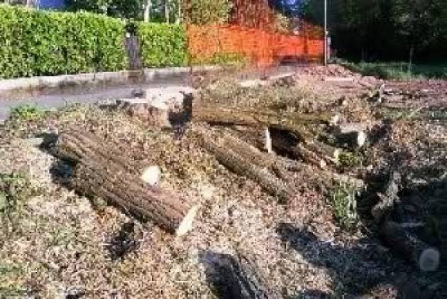 Cr Alberi Tagliati in città. Le denunce 2011 e 2012 con sindaco Perri |GCStorti