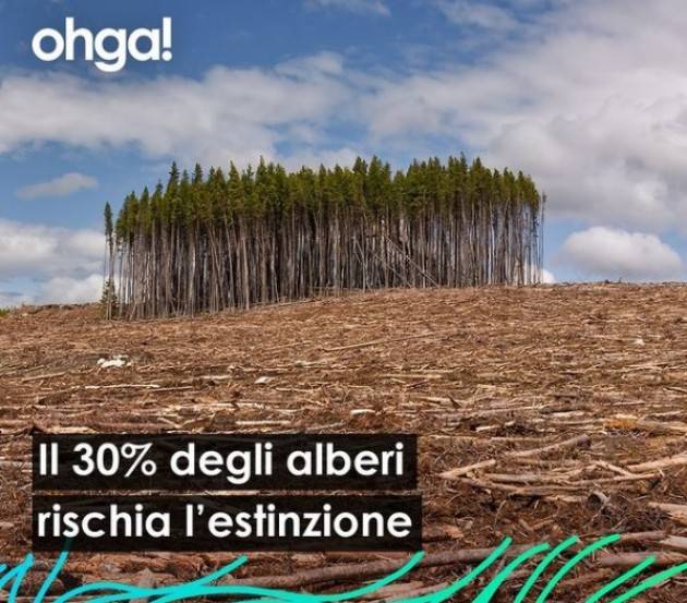 ohga! Il 30% degli alberi rischia estinzione