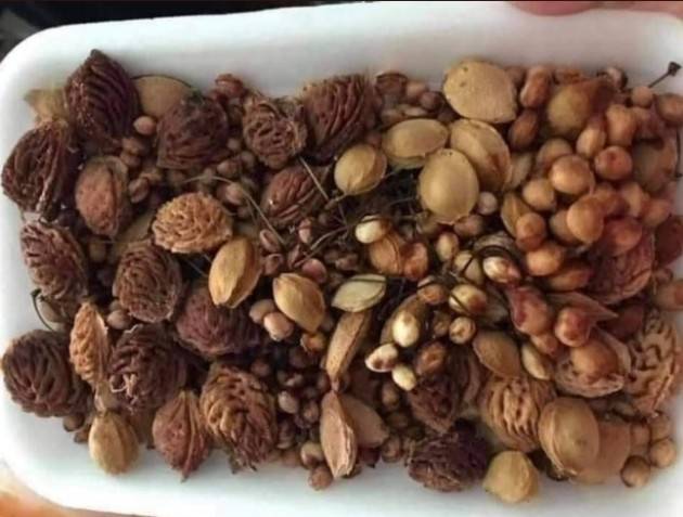 Massimo Ciani Butta i semi della frutta che mangi dove non  trovi alberi