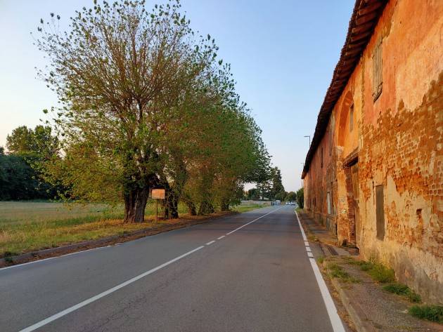 CR Boschetto Alberi tagliati Mancano una decina di gelsi