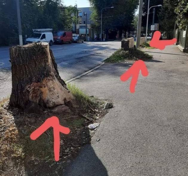Stop al taglio di alberi a Cremona Flash Mob il 16 settembre ore 17.30