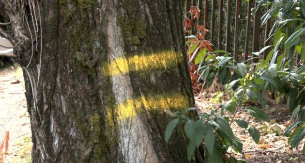 Stop al taglio di alberi a Cremona Flash Mob il 16 settembre ore 17.30