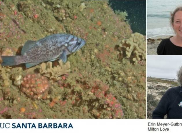 I pesci stanno annegando