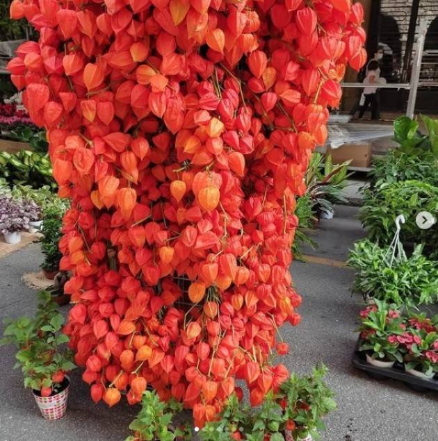 Cremona Un successo le ‘Invasioni Botaniche’ del 2021