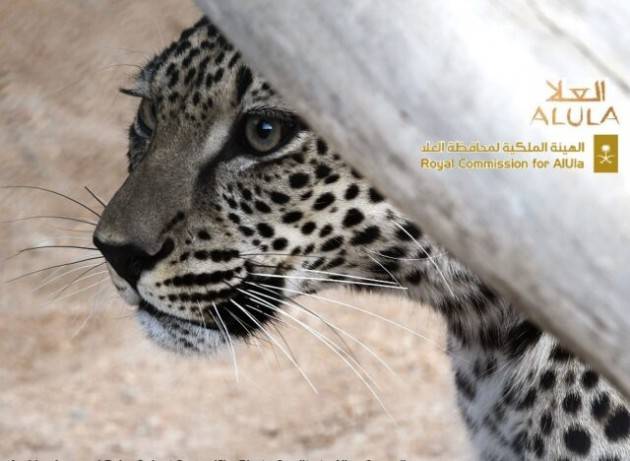 In Arabia saudita è nato un cucciolo del raro leopardo arabo