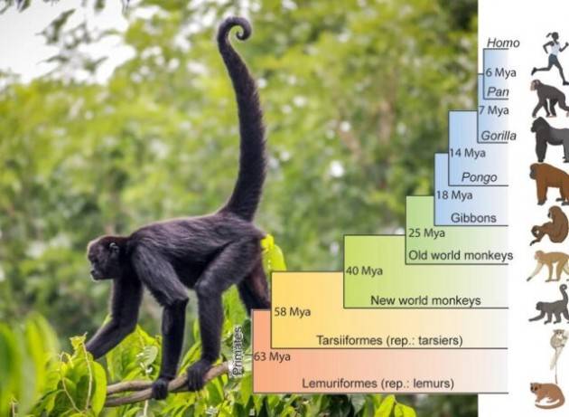 Perché gli esseri umani non hanno più la coda?