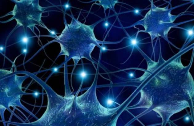 L’alfa-sinucleina stimola le cellule staminali neurali: la scoperta del Cnr