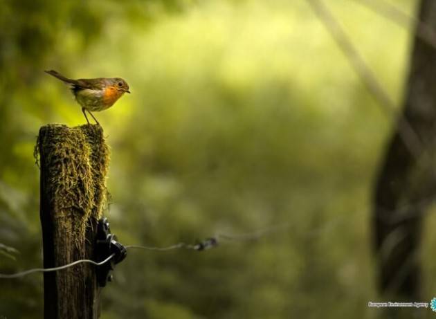 Strategia forestale Ue e biodiversità, Corte dei conti europea: ''Risultati positivi ma limitati''