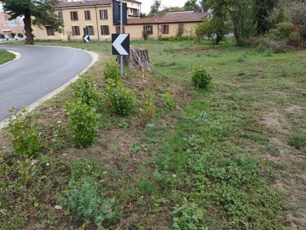 Cremona Come l’Araba Fenice gli alberi tagliati ricrescono