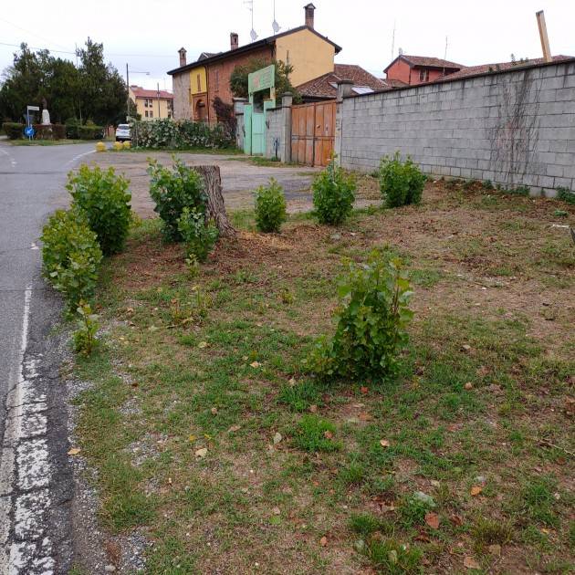 Cremona Come l’Araba Fenice gli alberi tagliati ricrescono