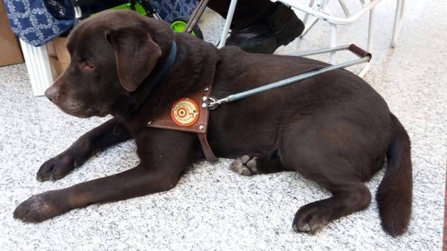 UICI Faccio il cane guida UN MESTIERE DAVVERO SPECIALE  Di Flavia Tozzi (CR)