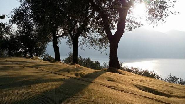 Lombardia protagonista della Camminata tra gli Olivi
