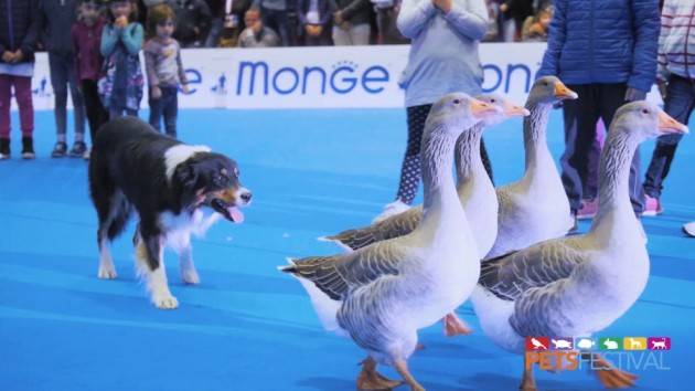 Immagini  Pets Festival Cremona 2021: 14 mila visitatori (Video)