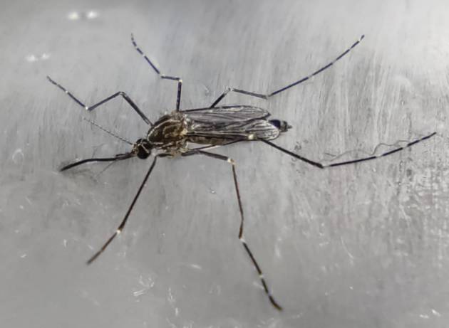 È arrivata in Lombardia la zanzara coreana, che resiste al freddo