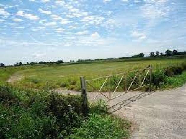 PICCOLO IMMIGRATO  | Agostino Melega (Cremona)