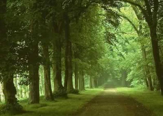 PICCOLO IMMIGRATO  | Agostino Melega (Cremona)