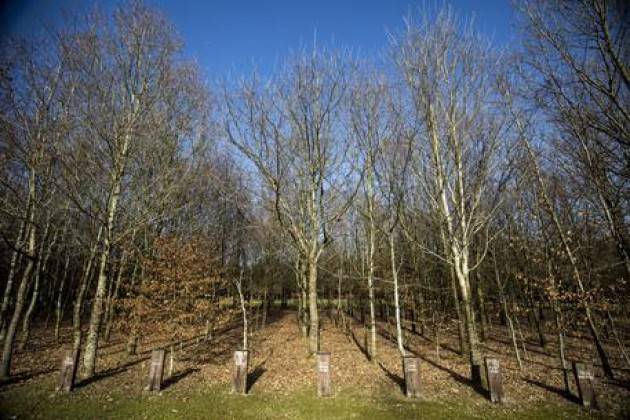 A Crema un bosco della memoria