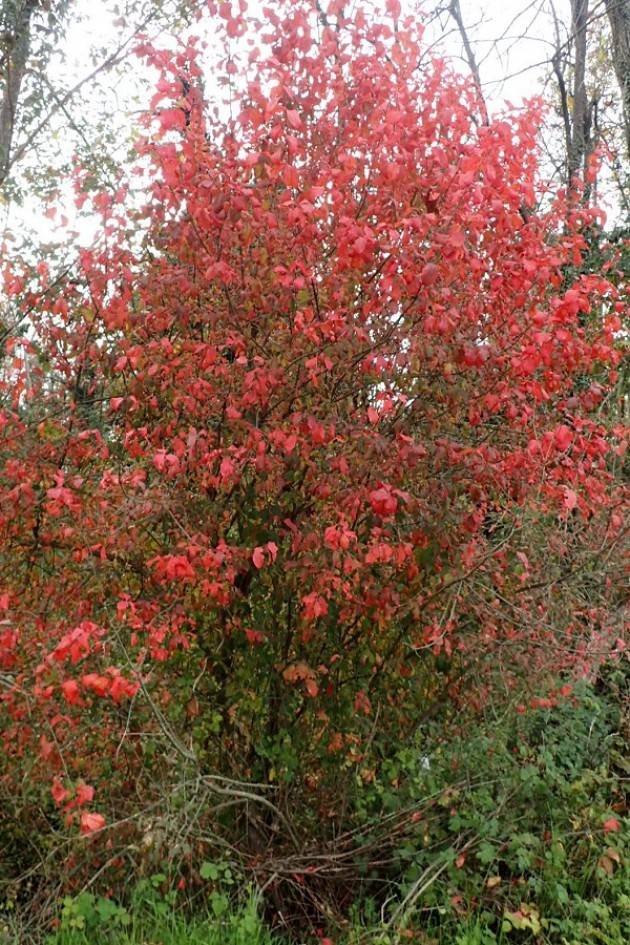 Domenica 14 novembre aperto il Bosco Didattito di Castelleone