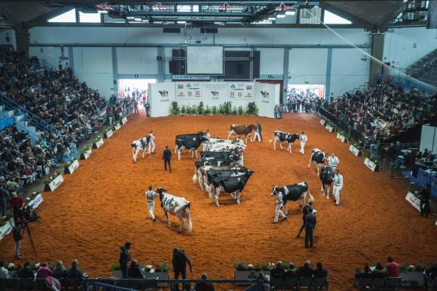Fiere Zootecniche di Cremona  SI TORNA NEL RING