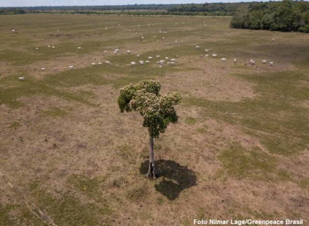 Bozza di normativa Ue sulla deforestazione, Greenpeace e Wwf: non basta per difendere biodiversità, clima e popoli indigeni