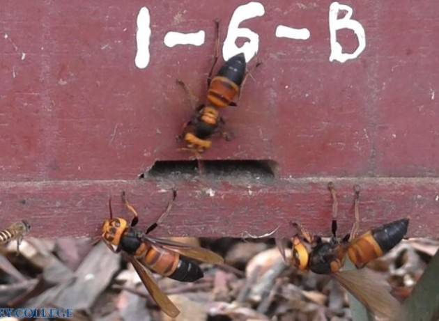 Le api suonano l’allarme quando i calabroni giganti attaccano il loro alveare (VIDEO)