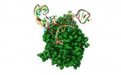 Nuovo approccio di precisione contro il Coronavirus: così il recettore ACE2 blocca la “porta di ingresso” nelle cellule umane