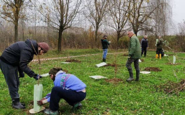 Alberi Quartiere Po, venerdì 3 dicembre presentazione piano nuove piantumazione