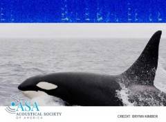 Le orche restano sempre di più nell’Oceano Artico libero dal ghiaccio
