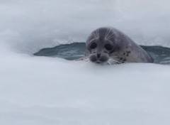 La foca del Caspio ora è tutelata da tre nuove Important marine mammal areas