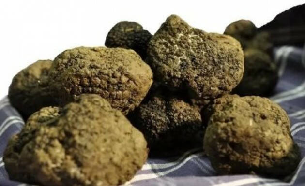 Cerca e cavatura del tartufo nella Lista del Patrimonio Culturale Immateriale UNESCO