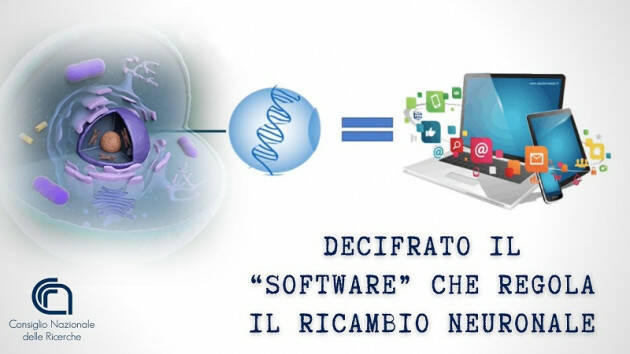 Decifrato il ''software'' che regola il ricambio neuronale