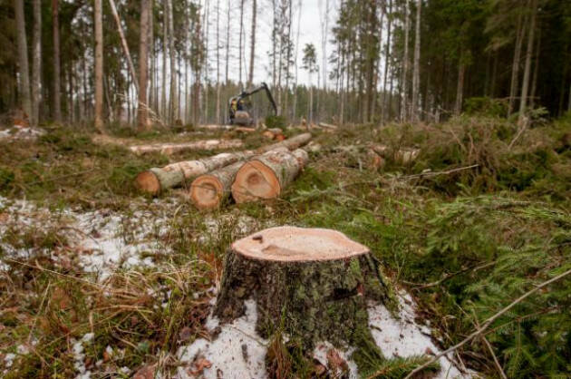 Il Wwf plaude alla rinnovata direttiva Ue contro i crimini ambientali