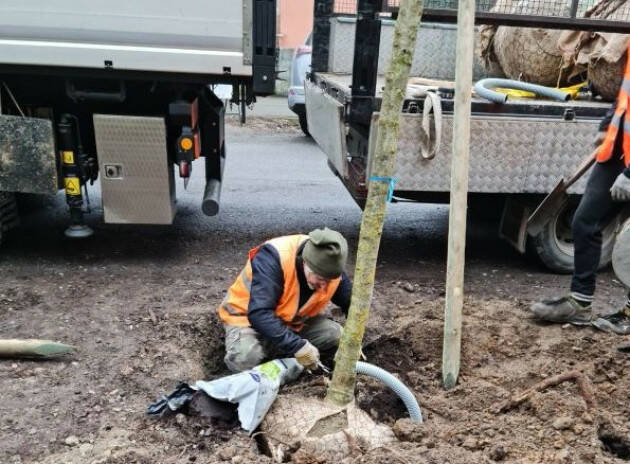 Cremona Quartiere Po, piantumazione per un totale di 88 alberi