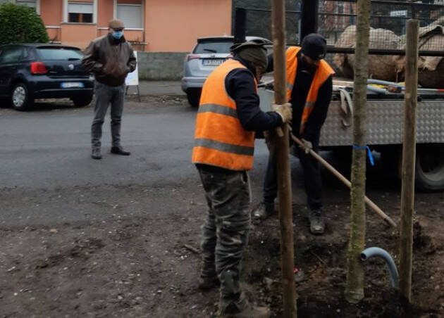 Cremona Quartiere Po, piantumazione per un totale di 88 alberi