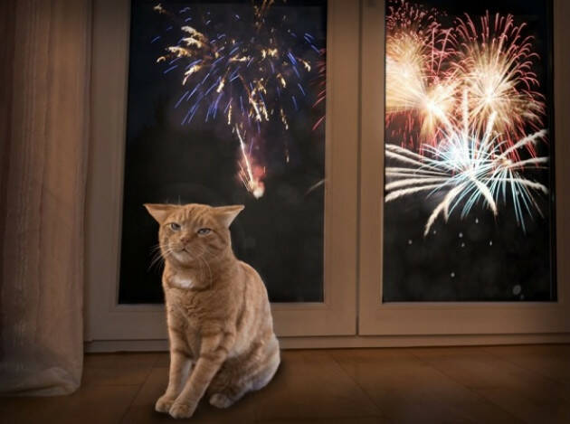 OIPA BOTTI DI CAPODANNO, IL VIDEO-DECALOGO OIPA PER PROTEGGERE CANI E GATTI