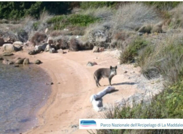 Parco nazionale Arcipelago della Maddalena: al via l’eradicazione del cinghiale