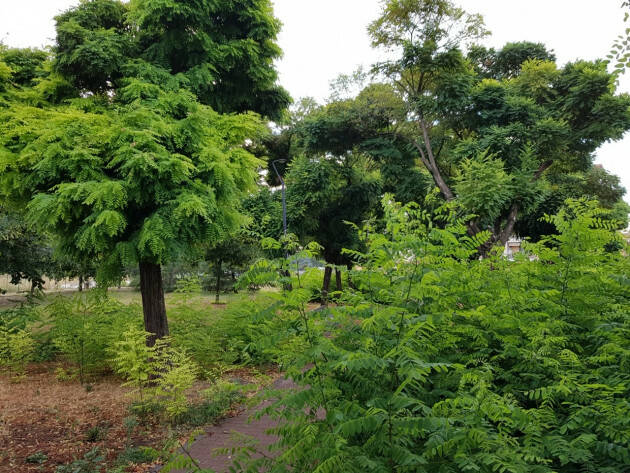 Piacenza  Città più verde contro i cambiamenti climatici