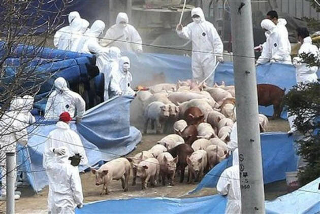 PESTE SUINA - COLDIRETTI: IN LOMBARDIA 53% MAIALI ITALIANI- COLDIRETTI CREMONA: BENE ORDINANZA SALVA ALLEVAMENTI