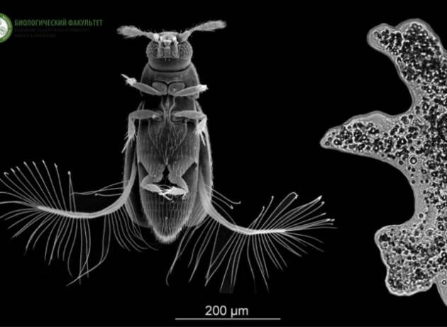 L’incredibile nuovo stile di volo del mini scarabeo piumato