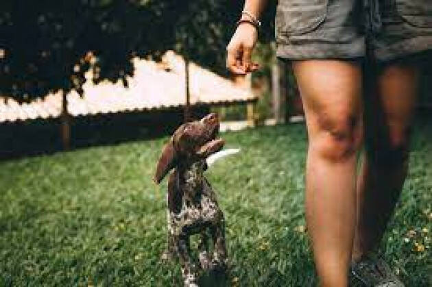 Patentino proprietari cani, consegnati gli attestati del corso tenutosi a giugno 2021