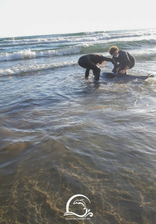 Delfino spiaggiato a Imperia: inutili i soccorsi