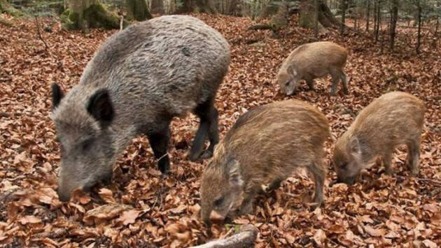 Cinghiali, Coldiretti Lombardia: bene Regione delega abbattimenti per agricoltori 