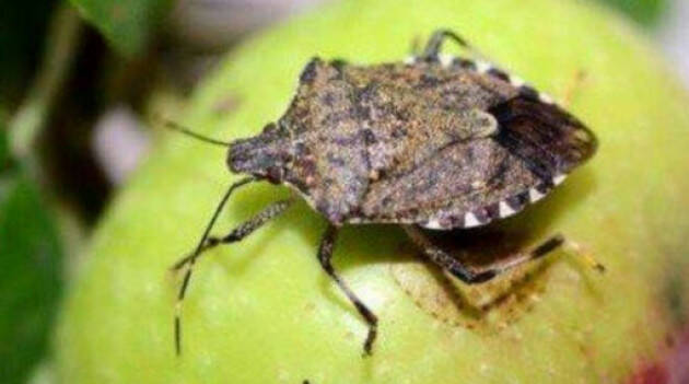 CIMICE ASIATICA, COLDIRETTI LOMBARDIA: MLN DANNI DA PERE A SOIA