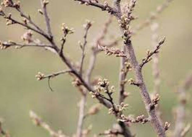 COLDIRETTI, PER CALDO GEMME SU ALBERI E PRIMULE NEI PRATI