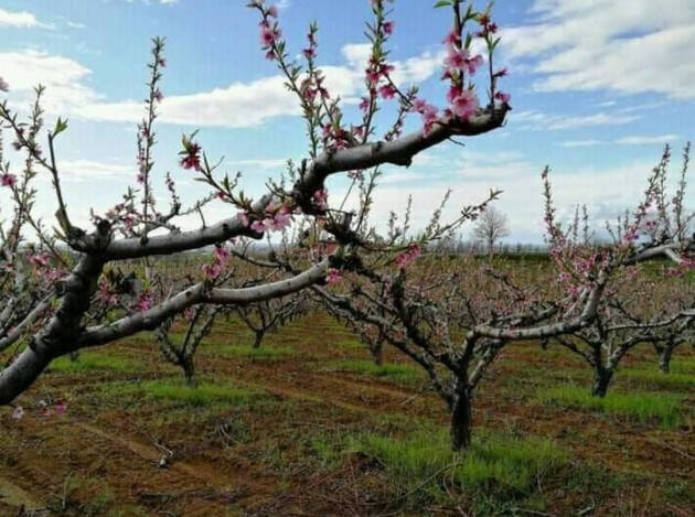 DOMENICA 27 MARZO ORE 14:30 FIORI ROSA… FIORI DI PESCO